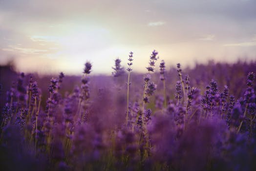 Stay Where Stillness Feels Supreme